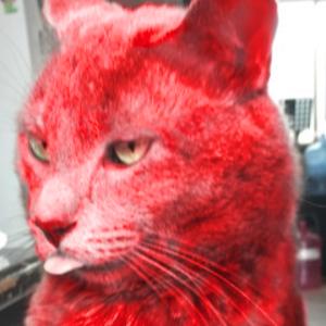 LeGatoRojo avatar